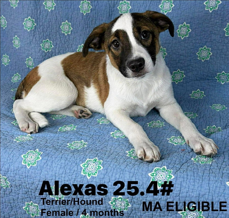 ALEXAS