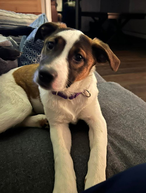 ALEXAS, an adoptable Terrier in LEBANON, CT