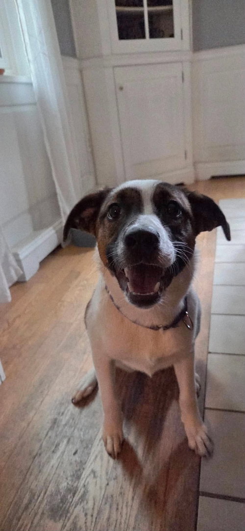 ALEXAS, an adoptable Terrier in LEBANON, CT