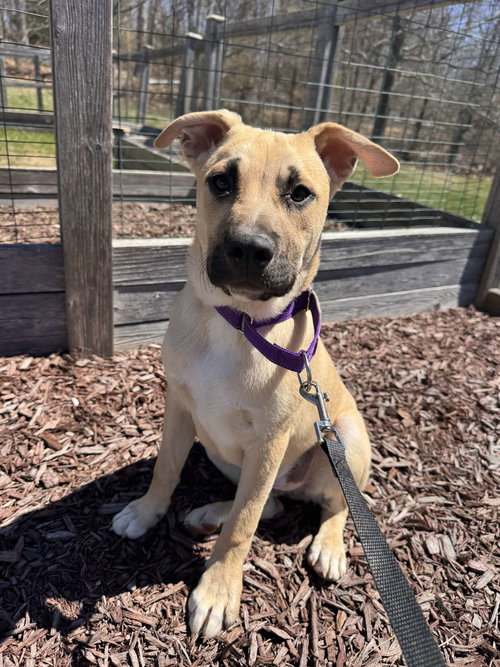 picture of the dog needing adoption