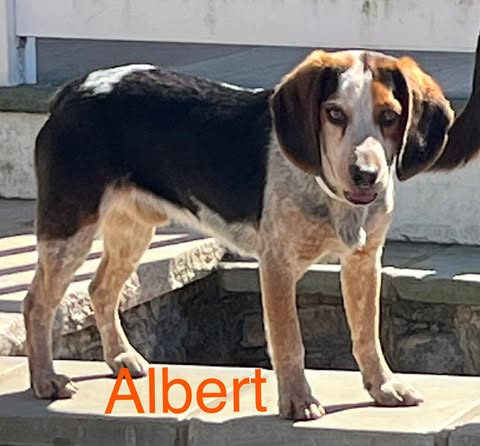 picture of the dog needing adoption