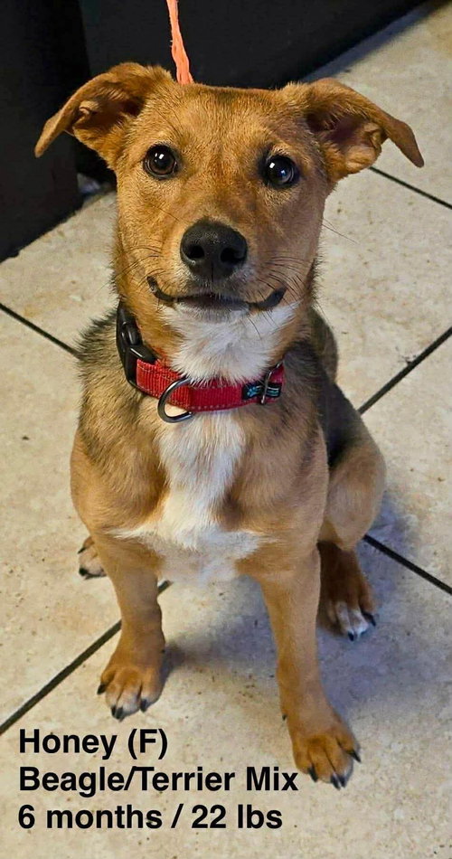 picture of the dog needing adoption