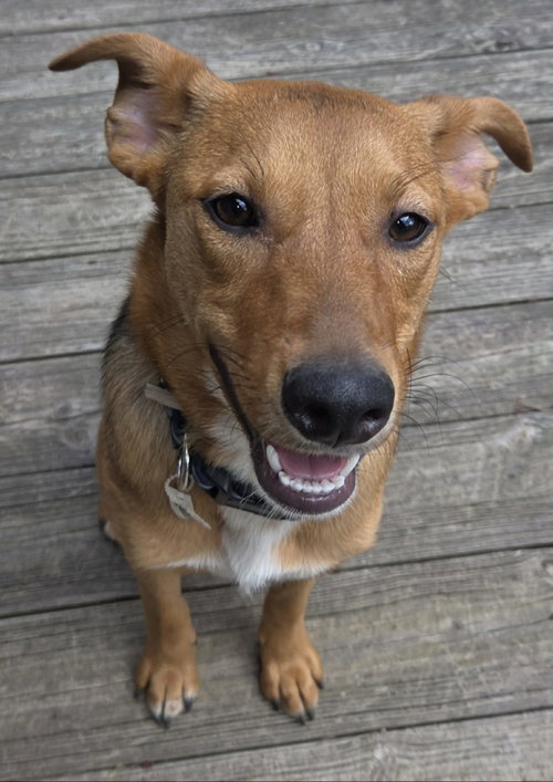 Honey, an adoptable Beagle in LEBANON, CT