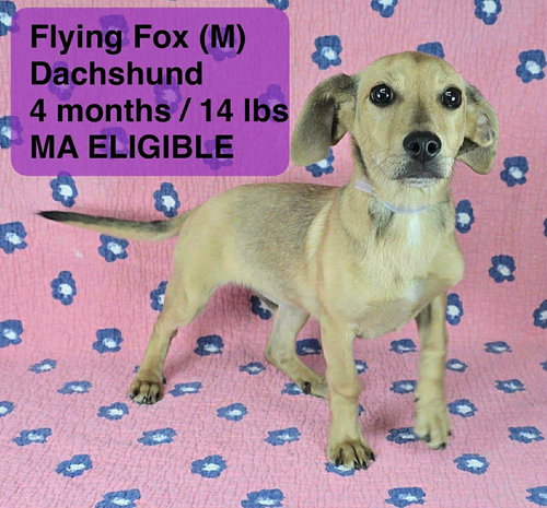 picture of the dog needing adoption