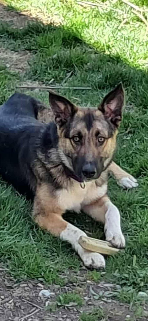 picture of the dog needing adoption