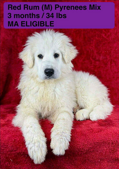 picture of the dog needing adoption