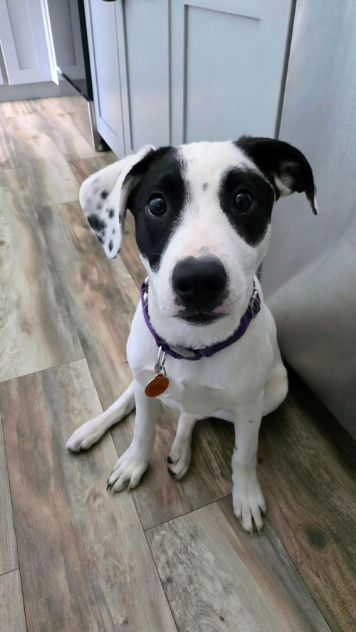 picture of the dog needing adoption