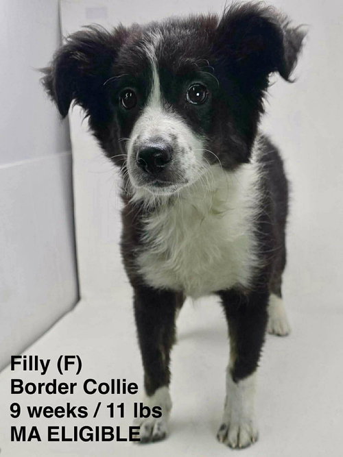 picture of the dog needing adoption