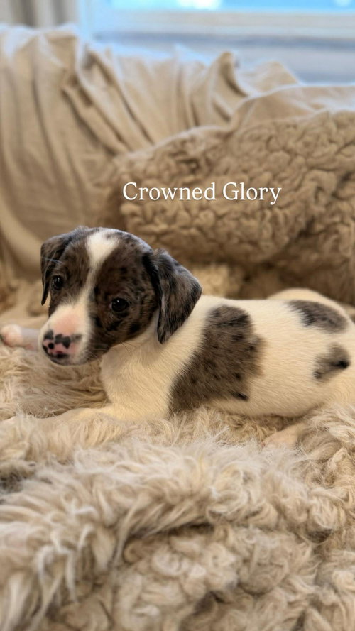 CROWNED GLORY, an adoptable Australian Shepherd in LEBANON, CT