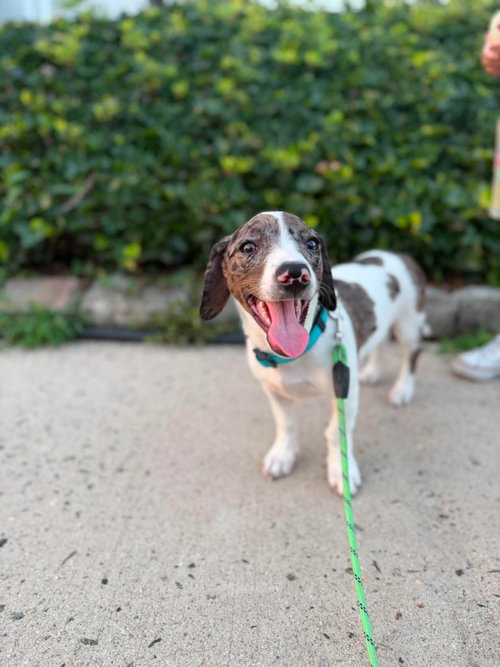 CROWNED GLORY, an adoptable Australian Shepherd in LEBANON, CT