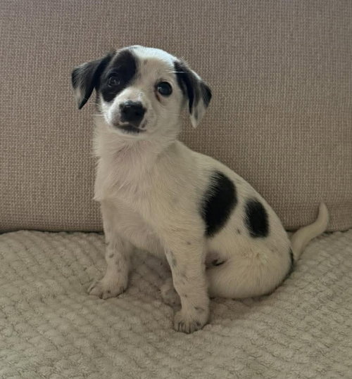 picture of the dog needing adoption