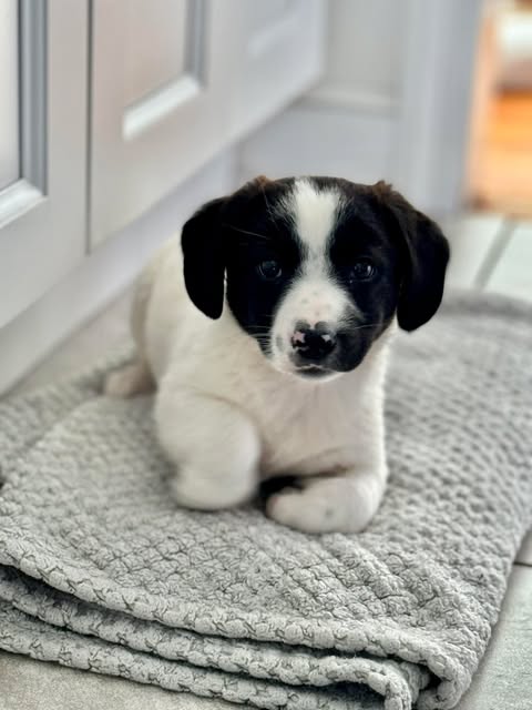 CABO, an adoptable Australian Shepherd in LEBANON, CT
