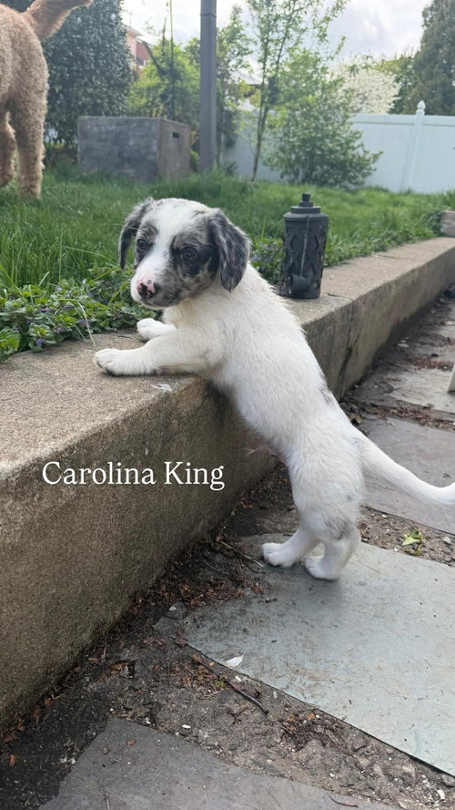 CAROLINA KING, an adoptable Australian Shepherd in LEBANON, CT