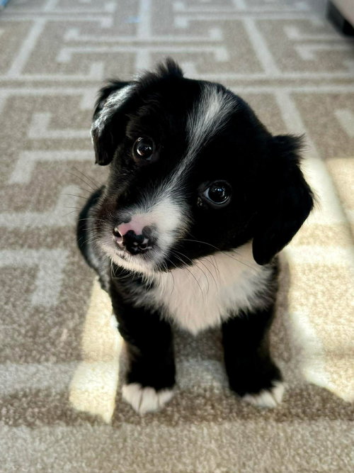 picture of the dog needing adoption