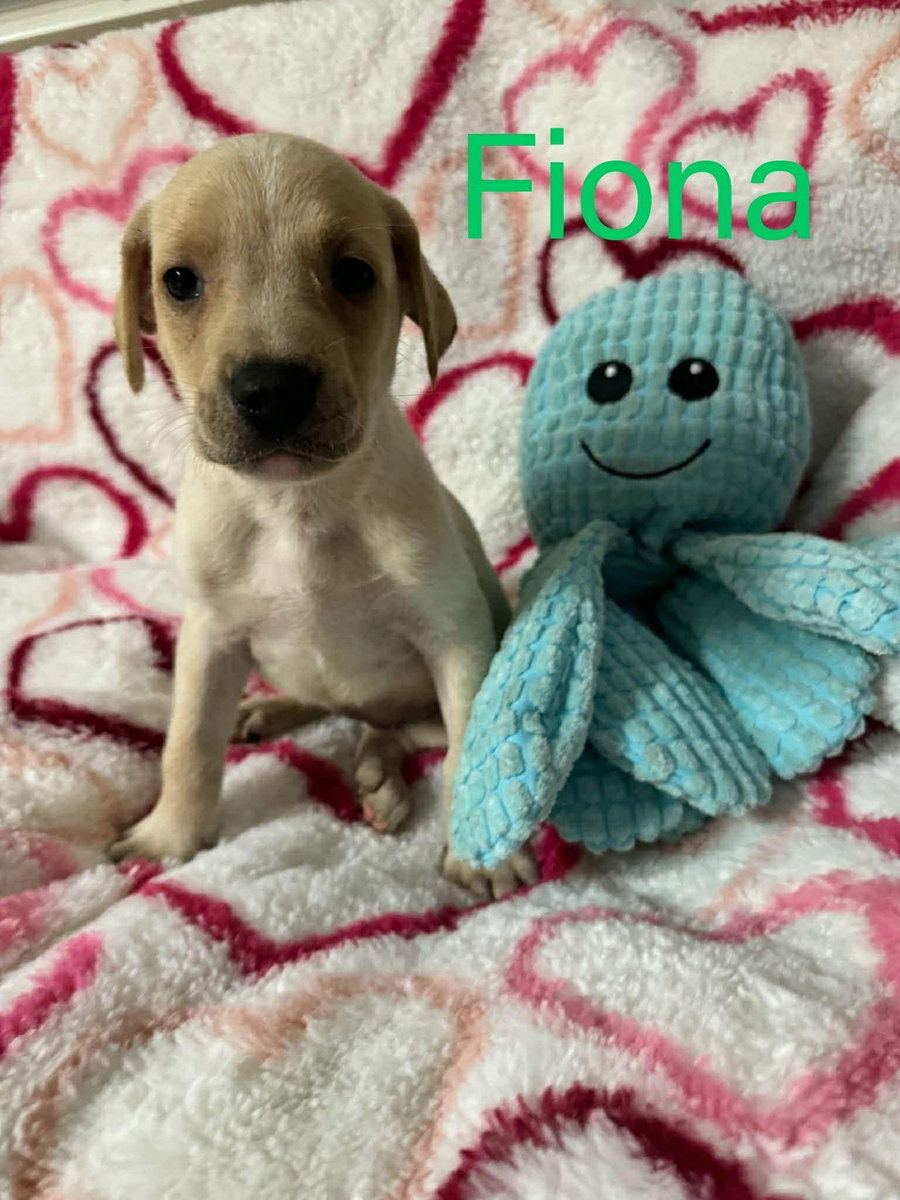 FIONA