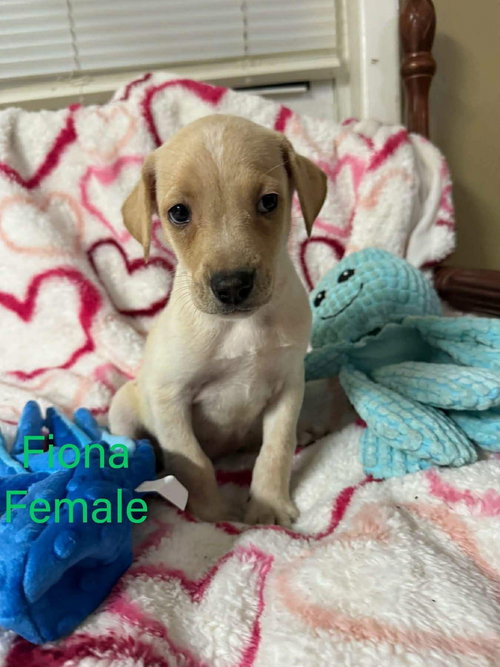 FIONA, an adoptable Labrador Retriever in LEBANON, CT