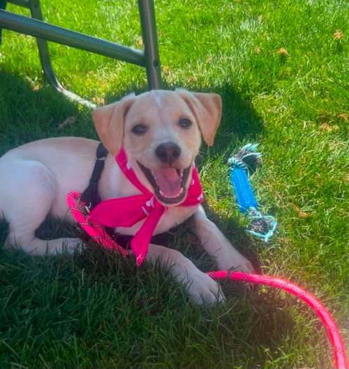 FIONA, an adoptable Labrador Retriever in LEBANON, CT