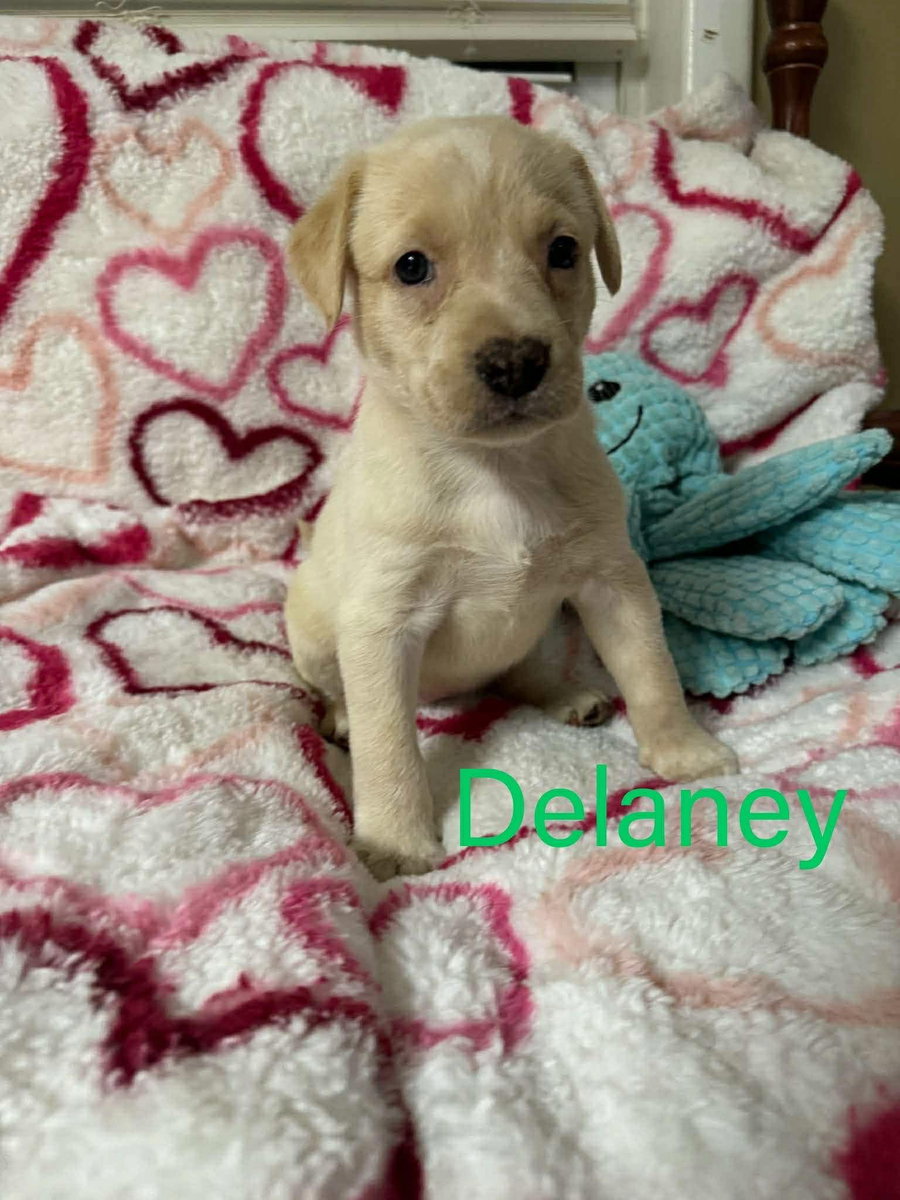 DELANEY