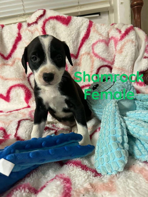 SHAMROCK, an adoptable Labrador Retriever in LEBANON, CT