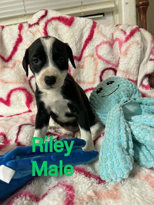 RILEY, an adoptable Labrador Retriever in LEBANON, CT