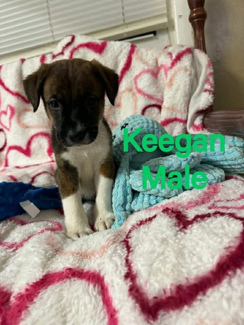 KEEGAN, an adoptable Labrador Retriever in LEBANON, CT