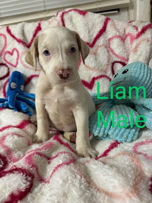 LIAM, an adoptable Labrador Retriever in LEBANON, CT