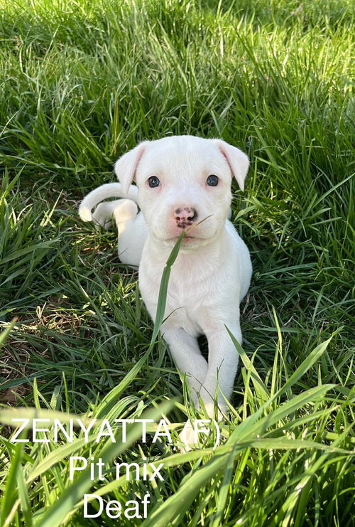 ZENYATTA, an adoptable Pit Bull Terrier in LEBANON, CT