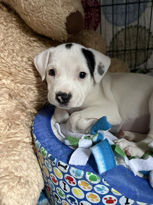 ZARKAVA, an adoptable Pit Bull Terrier in LEBANON, CT