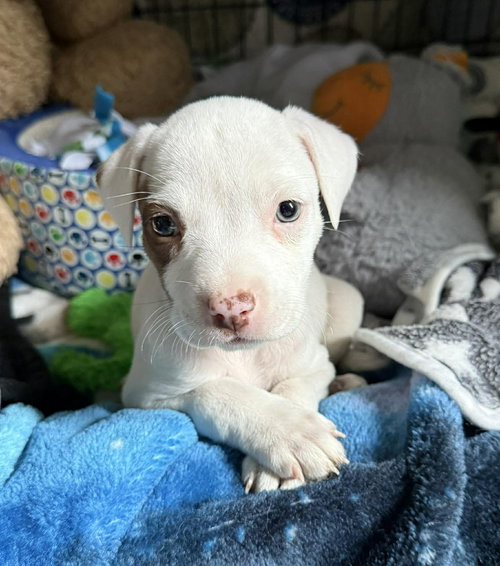 ZIZAL, an adoptable Pit Bull Terrier in LEBANON, CT