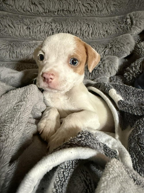 ZOFFANY, an adoptable Pit Bull Terrier in LEBANON, CT
