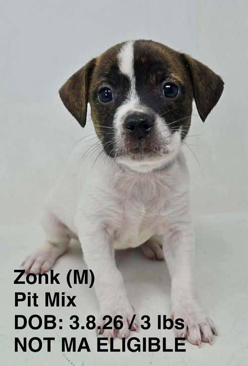 ZONK, an adoptable Pit Bull Terrier in LEBANON, CT
