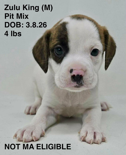 ZULU, an adoptable Pit Bull Terrier in LEBANON, CT