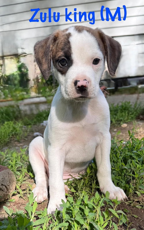 ZULU, an adoptable Pit Bull Terrier in LEBANON, CT