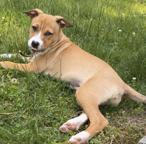 BLISSY, an adoptable Boxer in LEBANON, CT