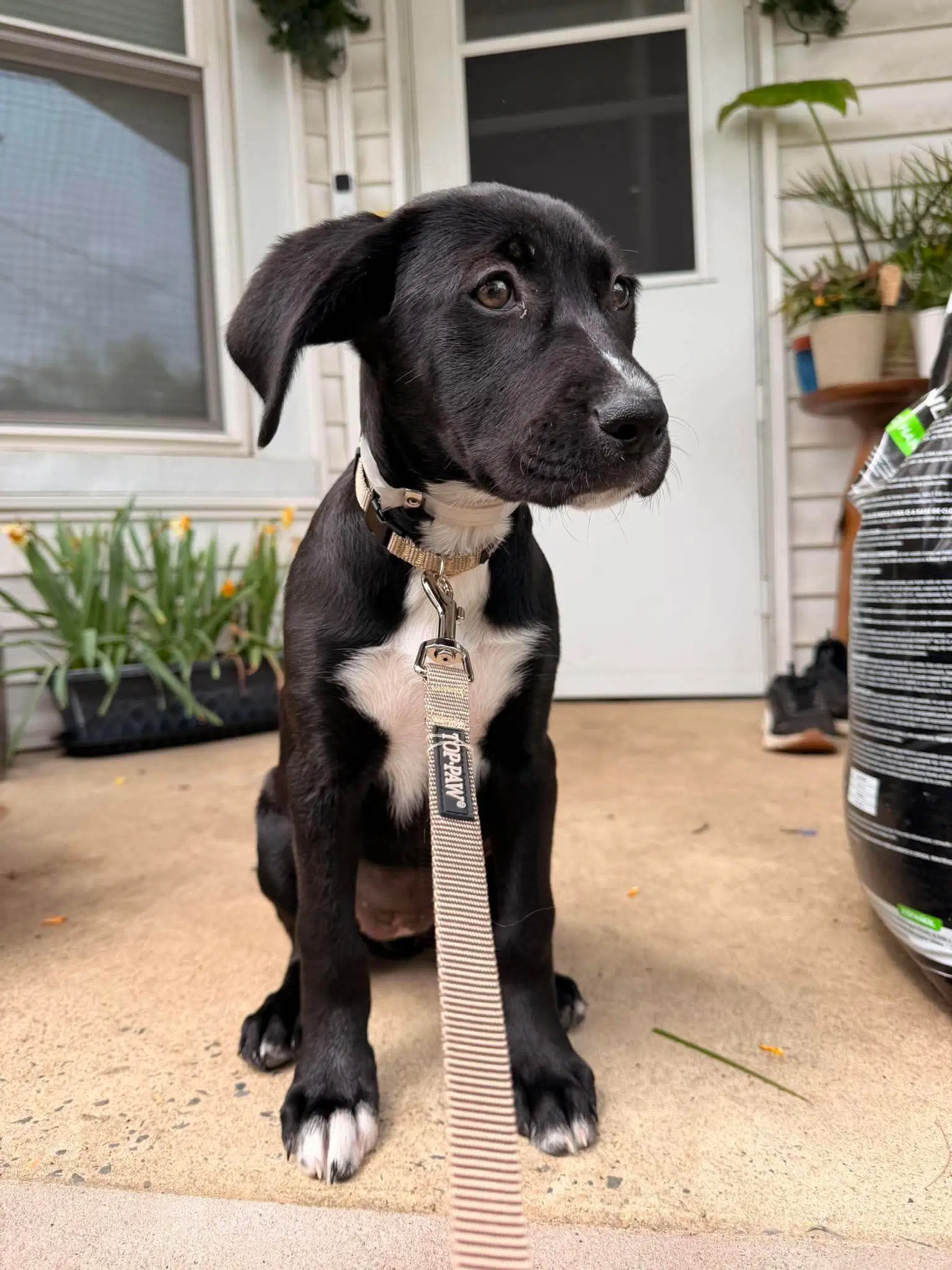 Jolie - Plott Hound