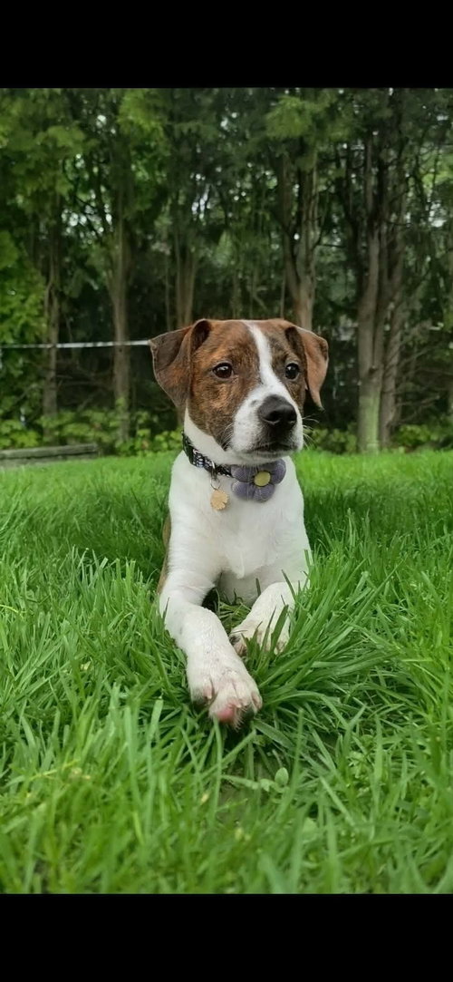 TREVE, an adoptable Hound in LEBANON, CT