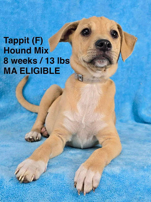 TAPIT, an adoptable Hound in LEBANON, CT
