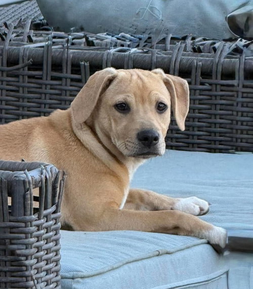 TAPIT, an adoptable Hound in LEBANON, CT