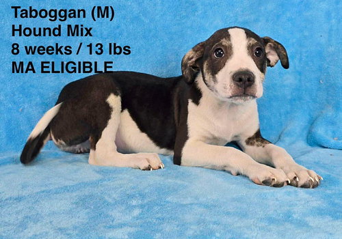 TOBOGGAN, an adoptable Hound in LEBANON, CT