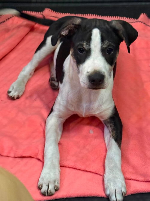 TOBOGGAN, an adoptable Hound in LEBANON, CT