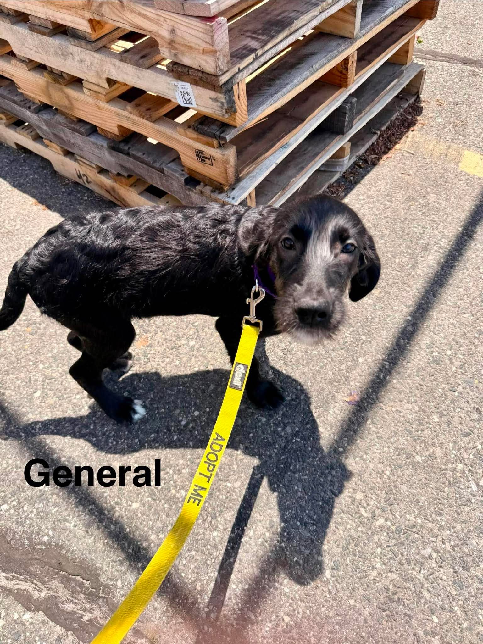 General image 3