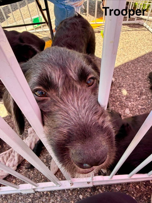 TROOPER, an adoptable Labrador Retriever in LEBANON, CT