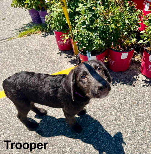 Photo 4 of TROOPER