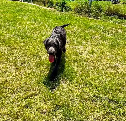 Trooper - Labrador Retriever