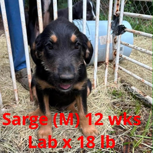 SARGE