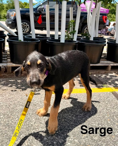 SARGE, an adoptable Labrador Retriever in LEBANON, CT