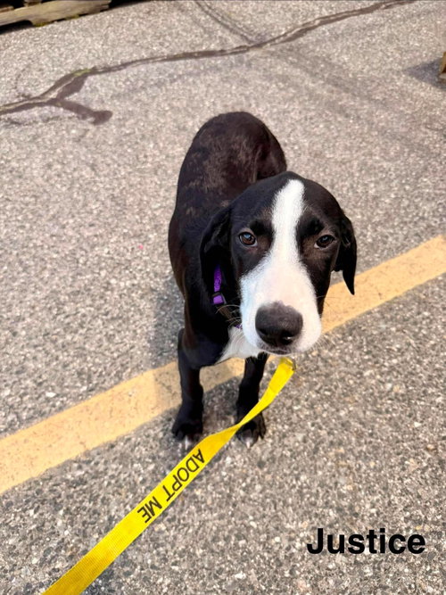 JUSTICE, an adoptable Labrador Retriever in LEBANON, CT