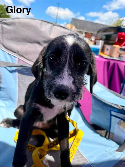 GLORY, an adoptable Labrador Retriever in LEBANON, CT