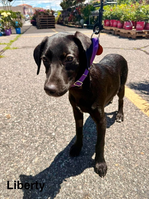 LIBERTY, an adoptable Labrador Retriever in LEBANON, CT