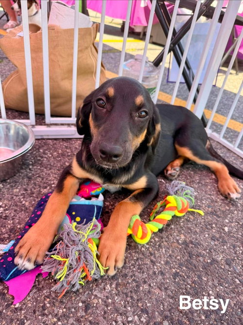 BETSY, an adoptable Labrador Retriever in LEBANON, CT